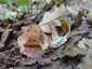 Bordás serleggomba (Helvella acetabulum), Budai-hegység